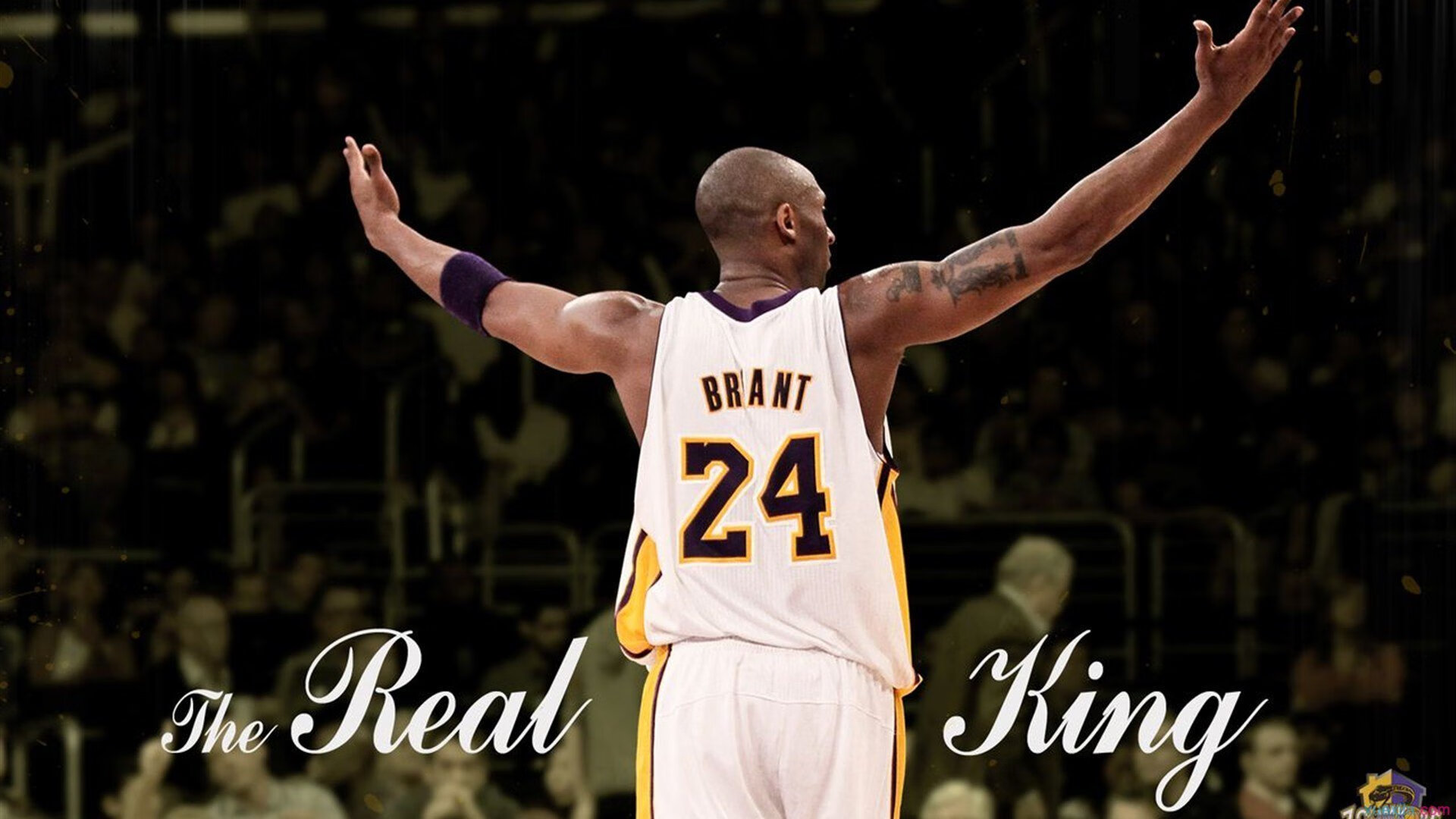 福建豹发力外援组合战绩显著,福建豹发力阵容